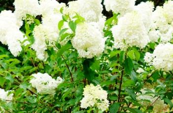 圆锥绣球（圆锥绣球冬天怎么修剪）