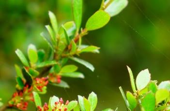 小叶蚊母树 小叶蚊母树盆景值钱吗