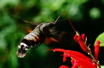 凤梨鼠尾草