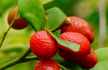 九里香（九里香的作用与功效有哪些）