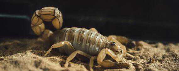 蝎子怎么养殖在家里怎么养殖蝎子 如何养殖蝎子