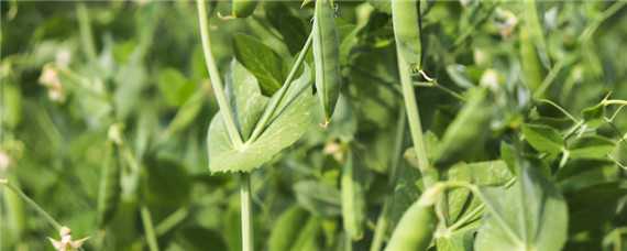 豌豆种植技术与管理（长寿仁豌豆种植技术与管理）