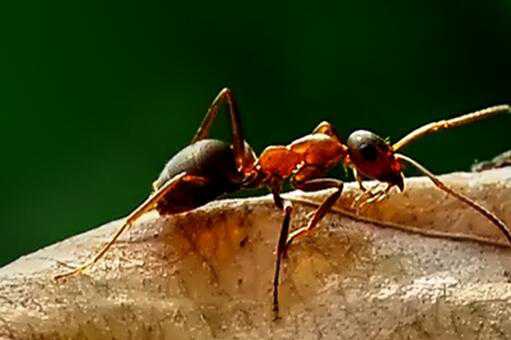 红火蚁最怕什么