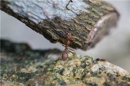 红火蚁最怕什么 红火蚁最怕什么油