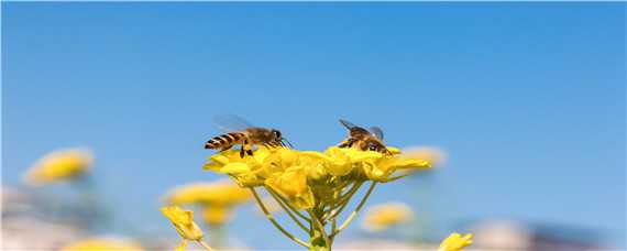 分蜂季节每年几月份 分蜂的季节是几月份到几月份
