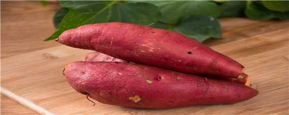 春红薯种植时间（春红薯种植时间及高产栽培技术）