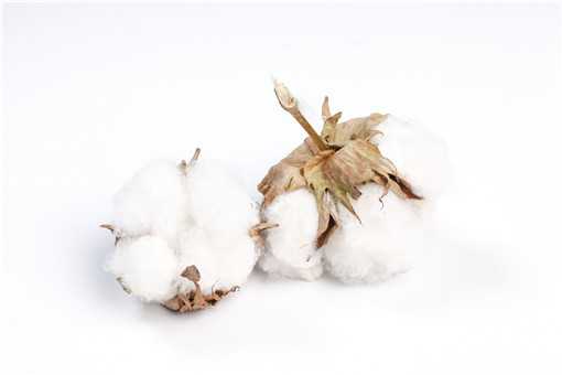 新疆棉花和普通棉花的区别是什么 常说的新疆棉花是属于哪种棉花类型?