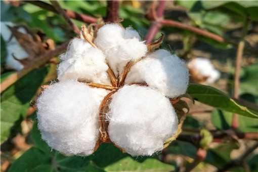 新疆种植棉花的有利条件是什么 新疆棉花种植的有利条件有