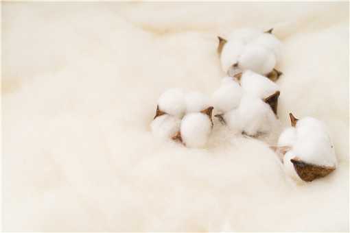 新疆棉花产量占世界百分之多少