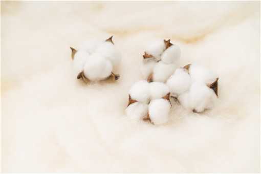 新疆棉花产量占世界百分之多少（新疆棉花产量占世界百分之多少以上）