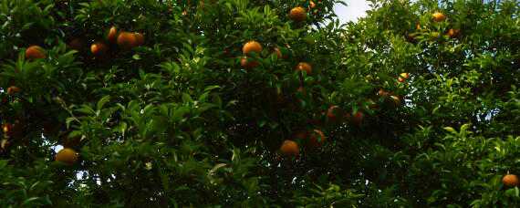 由良柑橘品种介绍 由良柑橘特性