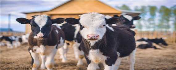 牛的生活习性和特征 牛的特点和生活特征有哪些