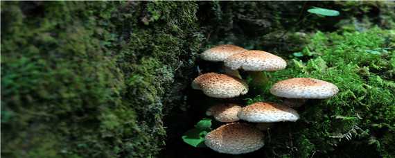 蘑菇生长环境 中国美味蘑菇生长环境