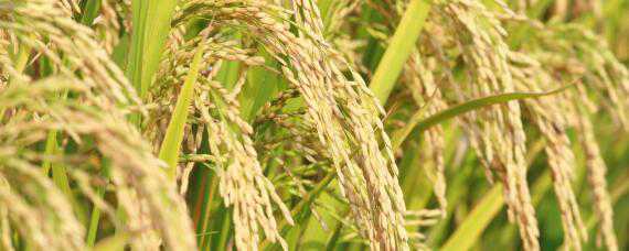 绥粳106水稻种子的主要特征（绥粳112水稻）