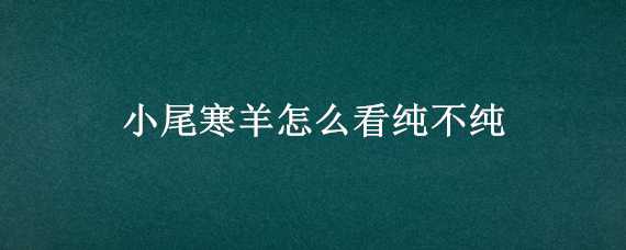 小尾寒羊怎么看纯不纯