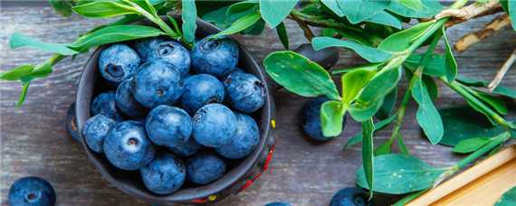 蓝莓种植条件和区域（蓝莓的种植区域）