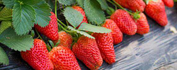 草莓的生长环境和条件（草莓的生长环境和条件是什么）