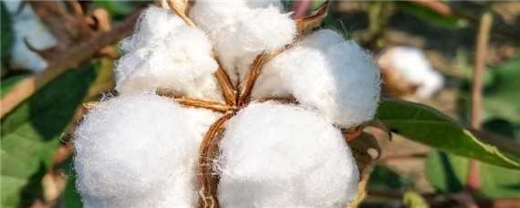 美国棉花种植时间 美国棉花种植时间几月