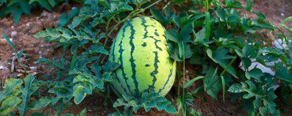 种植西瓜的步骤以及方法 种植西瓜的步骤以及方法五月份还可以种西瓜吗?