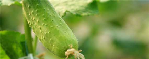 黄瓜怎么种植和管理 黄瓜怎么种植和管理视频