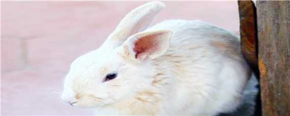 幼兔死亡的几个原因 幼兔死亡的征兆