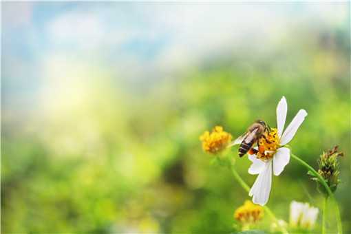 怎么样才能养好蜜蜂（怎么样才能养好蜜蜂和管理）