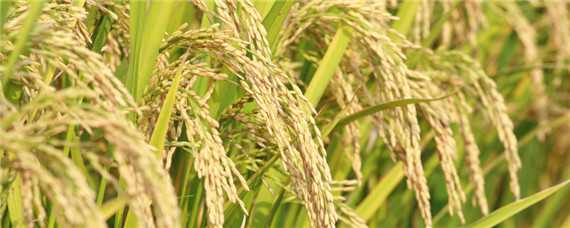 再生稻品种有哪些（再生稻最适宜种植的地区）
