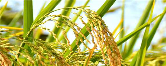 稻谷种子品种 稻谷种子品种名字