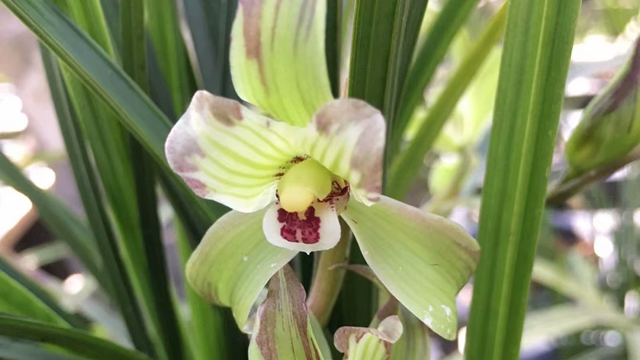 兰花花掉落茎如何处理（兰花花掉落茎如何处理）