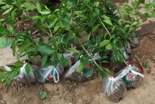 柠檬树怎么繁殖（柠檬树怎么繁殖 一次性水杯）