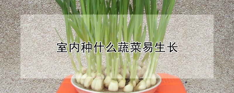 室内种什么蔬菜易生长