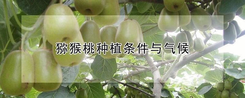 猕猴桃种植条件与气候