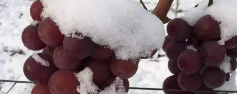 冰葡萄种植方法
