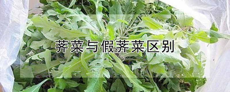 荠菜与假荠菜区别