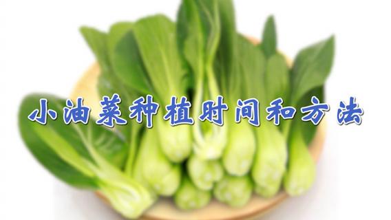 小油菜种植时间和方法