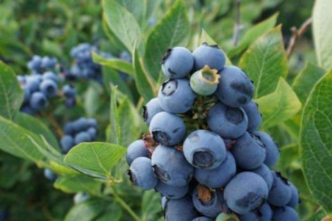适合北方种植的蓝莓品种