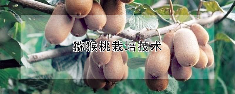 猕猴桃栽培技术
