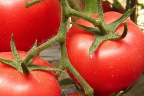 番茄和西红柿有什么区别