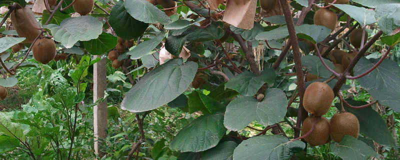 猕猴桃种子可以种植吗