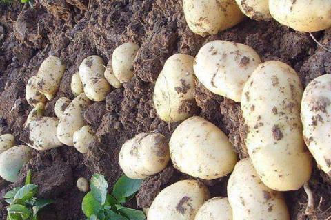 土豆几月份种植