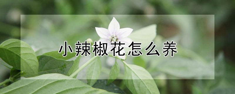 小辣椒花怎么养
