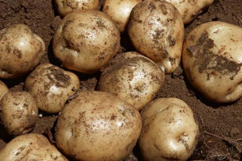 土豆几月份种植