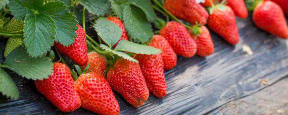 种植草莓的技术和日常管理方法（种植草莓的技术和日常管理方法书本）
