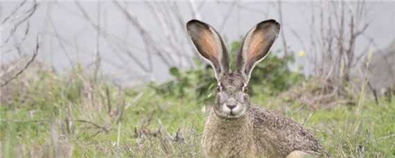 野兔冬季活动规律 冬季野兔的活动规律