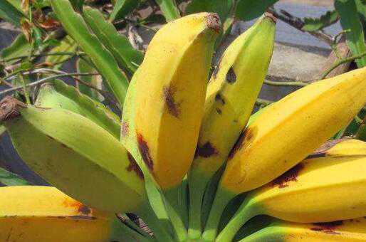 牛角蕉和香蕉区别，牛角蕉怎么吃好（牛角蕉好吃吗）