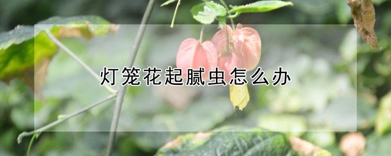 灯笼花起腻虫怎么办