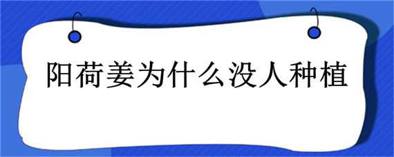 阳荷姜为什么没人种植（阳荷姜北方能种植吗）