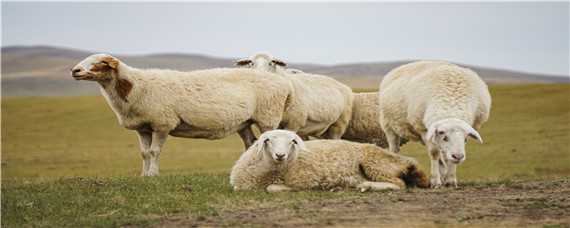 绵羊品种（绵羊品种大全）