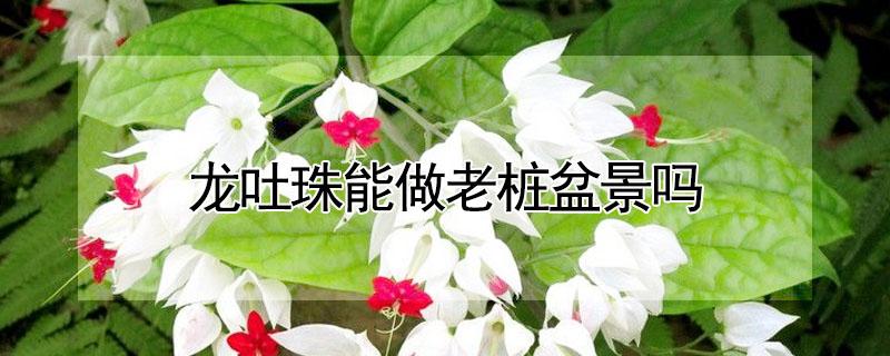 龙吐珠能做老桩盆景吗 龙吐珠能养老桩吗