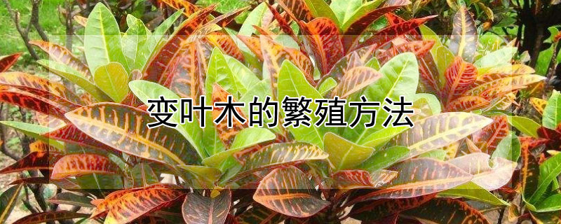 变叶木的繁殖方法